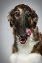 Russian Borzoi puppy (5 months) Close-up portrait Royalty Free Stock Photo