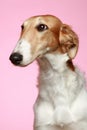 Russian Borzoi puppy (5 months) portrait