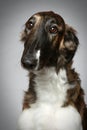 Russian Borzoi puppy Close-up portrait Royalty Free Stock Photo