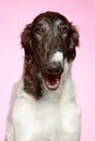 Russian Borzoi puppy portrait Royalty Free Stock Photo