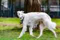 Russian borzoi. Young energetic dog walks in the meadow. Royalty Free Stock Photo