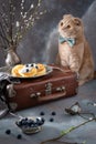 Russian breakfast concept. Funny cat in bow tie sitting near vintage suitcase and looking on Cottage cheese pancakes with sour Royalty Free Stock Photo