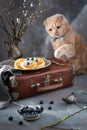 Russian breakfast. Cottage cheese pancakes with fresh blueberries and sour cream. Cat licking his lips and looking at Russian Royalty Free Stock Photo