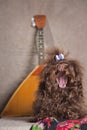 Russian brown curly dog yawns and sings next to a balalaika on a Russian bandana