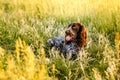 Russian brown spaniel lying in green grass in a field and lit by the setting sun Royalty Free Stock Photo