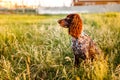 Russian brown spaniel lying in green grass in a field and lit by the setting sun Royalty Free Stock Photo