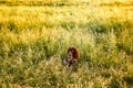 Russian brown spaniel lying in green grass in a field and lit by the setting sun Royalty Free Stock Photo
