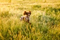 Russian brown spaniel lying in green grass in a field and lit by the setting sun Royalty Free Stock Photo
