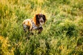 Russian brown spaniel lying in green grass in a field and lit by the setting sun Royalty Free Stock Photo