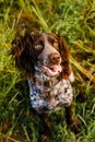Russian brown spaniel lying in green grass in a field and lit by the setting sun Royalty Free Stock Photo