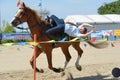 Russian championship in trick riding