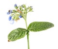 Russian comfrey or Symphytum uplandicum isolated on white background Royalty Free Stock Photo