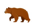 Russian culture, landmarks and symbols. Predatory large animal, brown bear.