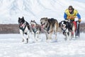 Russian Cup of Sled Dog Racing snow disciplines, Kamchatka Sled Dog Racing Beringia Royalty Free Stock Photo
