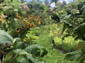 Russian dacha: view through the blackcurrent bush