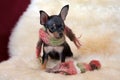 Black and tan Russian toy terrier puppy with scarf Royalty Free Stock Photo