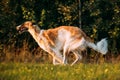 Russian Dog, Borzoi Fast Running In Summer Sunset Sunrise Meadow Royalty Free Stock Photo