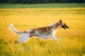 Russian Dog, Borzoi Fast Running In Summer Sunset Sunrise Meadow Royalty Free Stock Photo