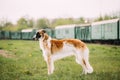 Russian Dog, Borzoi Gazehound Posing Outdoor Royalty Free Stock Photo