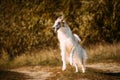 Russian Dog, Borzoi Dog Playfully Jumping On Walk. Fast Russian Hunting Sighthound. Russkaya Psovaya Borzaya Dog Outdoor