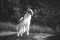 Russian Dog, Borzoi Dog Playfully Jumping On Walk. Fast Russian Hunting Sighthound. Russkaya Psovaya Borzaya Dog Outdoor Royalty Free Stock Photo