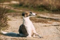 Russian Dog, Borzoi Resting On Footpath In Rays Of Setting Sun. Russian Hunting Sighthound In Summer Sunset Sunrise Royalty Free Stock Photo