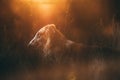 Russian Dog, Borzoi Resting On Grass In Rays Of Setting Sun. Russian Hunting Sighthound In Summer Sunset Sunrise Meadow Royalty Free Stock Photo