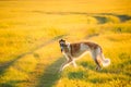 Russian Dog, Borzoi Running In Summer Sunset Sunrise Meadow Or F