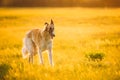 Russian Dog, Borzoi Running In Summer Sunset Sunrise Meadow Or Field. Royalty Free Stock Photo