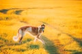 Russian Dog, Borzoi Running In Summer Sunset Sunrise Meadow Or Field