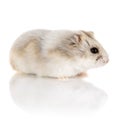 Russian Dwarf Hamster Royalty Free Stock Photo