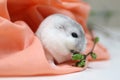 A russian dwarf hamster during a photoshoot taking a sunflower pit to eat. Royalty Free Stock Photo