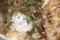 Russian dwarf hamster Royalty Free Stock Photo