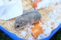 Russian Dwarf Hamster with wood-chips Royalty Free Stock Photo