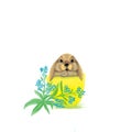 Russian easter . The character of cute rabbit sitting in the easter egg on the white background. Royalty Free Stock Photo