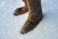 Russian felt winter shoes valenki on the white snow Royalty Free Stock Photo