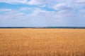 Russian field with ripened wheat, golden agriculture and blue sky Royalty Free Stock Photo
