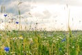 Russian field, summer landscape, cornflowers and chamomiles, ears of wheat, gloomy sky with clouds Royalty Free Stock Photo