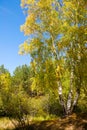 Russian forest in autumn