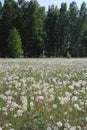 Russian forest with birches in dandelion fields in summer Royalty Free Stock Photo