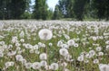 Russian forest with birches in dandelion fields in summer Royalty Free Stock Photo