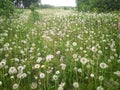 Russian forest with birches in dandelion fields in summer Royalty Free Stock Photo