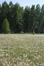 Russian forest with birches in dandelion fields in summer Royalty Free Stock Photo