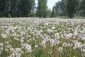 Russian forest with birches in dandelion fields in summer Royalty Free Stock Photo