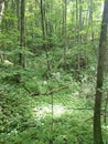 Russian forest. Green beauty and impassable .