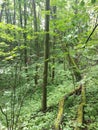 Russian forest. Green beauty and impassable .