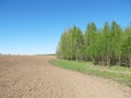 Russian forest near the field. Lots of green trees on a clear day.