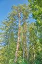 Russian forest in summer