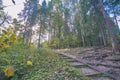 Russian forest in summer