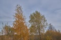 Russian forest in summer